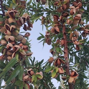 Almendras seleccionadas - 250 g