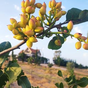 Pistachos naturales - 250 g